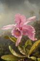 Martin Johnson Heade, Orchid with Two Hummingbirds, 1871