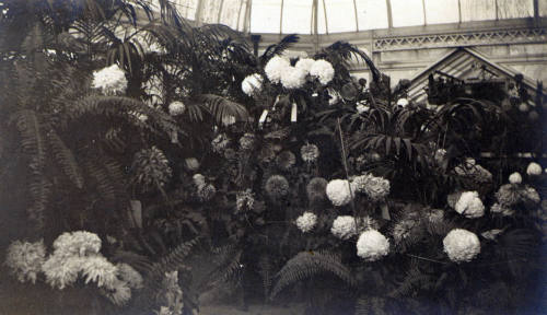 Greenhouse interior with ferns and flowers