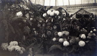 Greenhouse interior with ferns and flowers