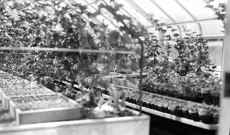 Greenhouse interior with plants