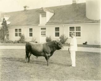 Bull Prince Albert standing in front of Reynolda Barn, 1917