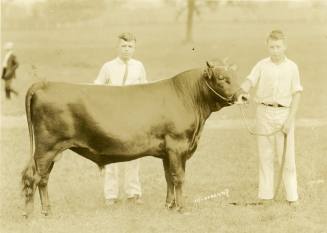 Z. Smith Reynolds with Reynolda's Champion Jersey Bull