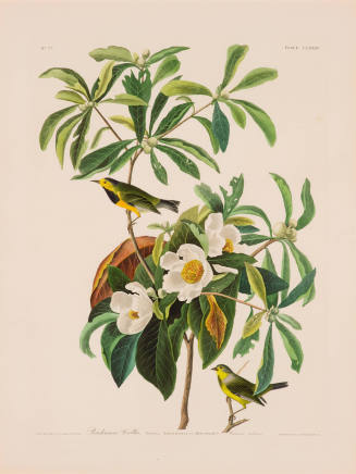 R. Havell after John James Audubon, Bachman's Warbler, 1833