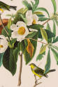 R. Havell after John James Audubon, Bachman's Warbler, 1833