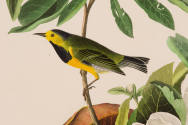 R. Havell after John James Audubon, Bachman's Warbler, 1833