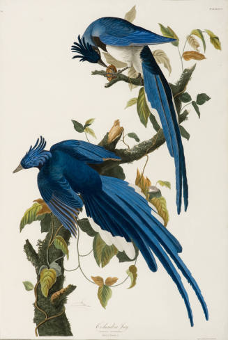 R. Havell after John James Audubon, Columbia Jay, 1835