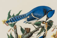 R. Havell after John James Audubon, Blue Jay, 1830