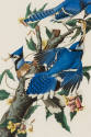 R. Havell after John James Audubon, Blue Jay, 1830